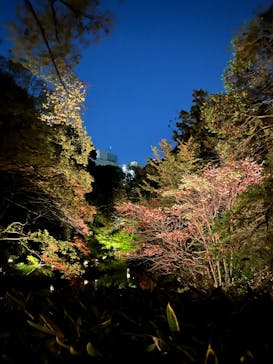 六義園に投稿された画像（2024/11/27）