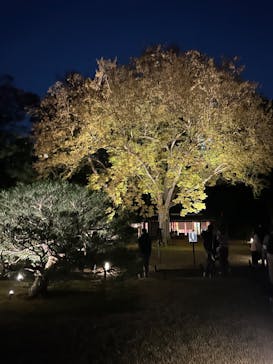 六義園に投稿された画像（2024/11/27）