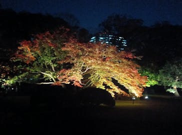 六義園に投稿された画像（2024/11/27）