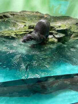 しながわ水族館に投稿された画像（2024/11/27）