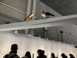 特別展「鳥 ～ゲノム解析が解き明かす新しい鳥類の系統～」国立科学博物館に投稿された画像（2024/11/28）