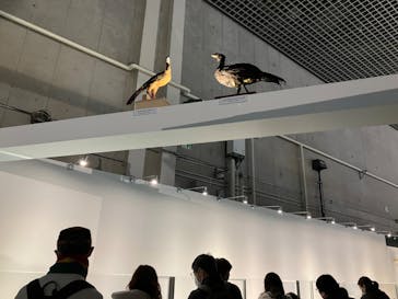 特別展「鳥 ～ゲノム解析が解き明かす新しい鳥類の系統～」国立科学博物館に投稿された画像（2024/11/27）