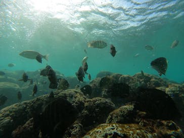 武藤潜水に投稿された画像（2024/11/28）