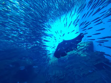 仙台うみの杜水族館に投稿された画像（2024/11/28）
