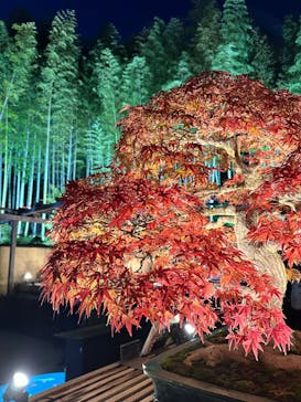 国営昭和記念公園 秋の夜散歩に投稿された画像（2024/11/28）