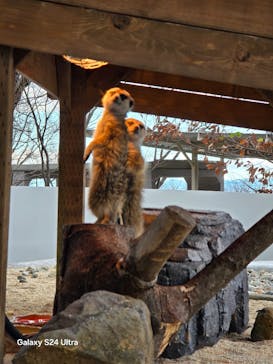 那須どうぶつ王国に投稿された画像（2024/11/28）