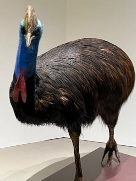特別展「鳥 ～ゲノム解析が解き明かす新しい鳥類の系統～」国立科学博物館に投稿された画像（2024/11/28）