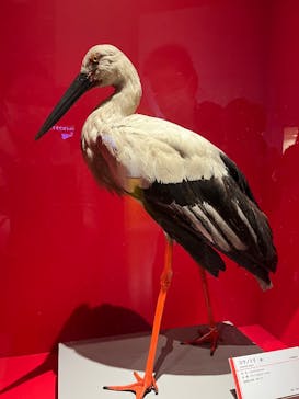 特別展「鳥 ～ゲノム解析が解き明かす新しい鳥類の系統～」国立科学博物館に投稿された画像（2024/11/28）