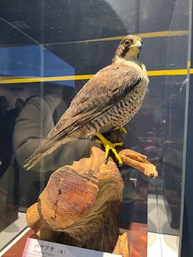 特別展「鳥 ～ゲノム解析が解き明かす新しい鳥類の系統～」国立科学博物館に投稿された画像（2024/11/28）
