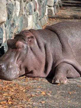 日立市かみね動物園に投稿された画像（2024/11/28）