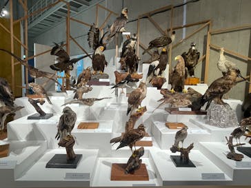 特別展「鳥 ～ゲノム解析が解き明かす新しい鳥類の系統～」国立科学博物館に投稿された画像（2024/11/28）