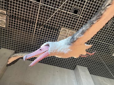 特別展「鳥 ～ゲノム解析が解き明かす新しい鳥類の系統～」国立科学博物館に投稿された画像（2024/11/28）