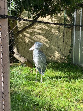 恩賜上野動物園に投稿された画像（2024/11/28）
