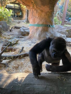 恩賜上野動物園に投稿された画像（2024/11/28）