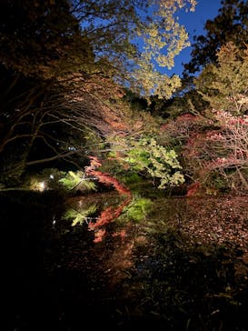 六義園に投稿された画像（2024/11/28）