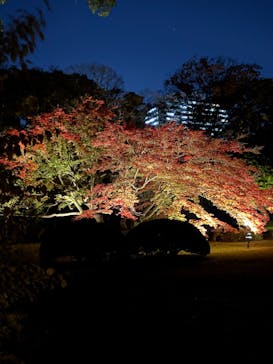 六義園に投稿された画像（2024/11/28）