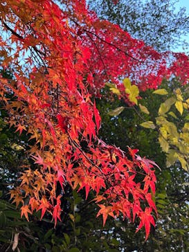 名古屋市東山動植物園に投稿された画像（2024/11/28）