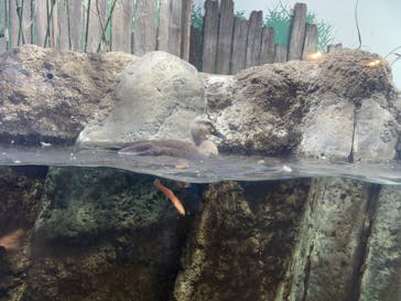 しながわ水族館に投稿された画像（2024/11/28）