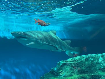 しながわ水族館に投稿された画像（2024/11/28）