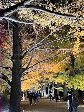 国営昭和記念公園 秋の夜散歩に投稿された画像（2024/11/28）