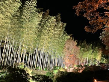 国営昭和記念公園 秋の夜散歩に投稿された画像（2024/11/28）