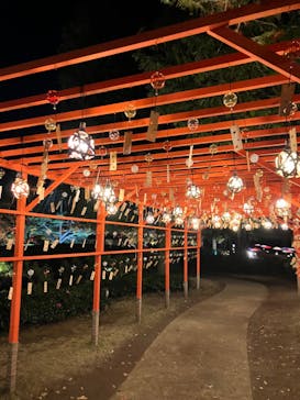 国営昭和記念公園 秋の夜散歩に投稿された画像（2024/11/28）