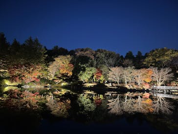 国営昭和記念公園 秋の夜散歩に投稿された画像（2024/11/28）