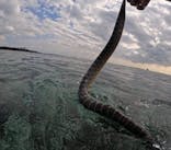 石垣島 ADVENTURE PiPi（イシガキジマアドベンチャーピピ）に投稿された画像（2024/11/28）