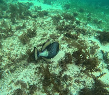 石垣島 ADVENTURE PiPi（イシガキジマアドベンチャーピピ）に投稿された画像（2024/11/28）