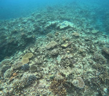 石垣島 ADVENTURE PiPi（イシガキジマアドベンチャーピピ）に投稿された画像（2024/11/28）