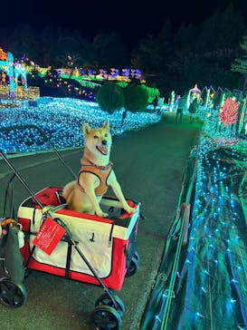 伊豆高原グランイルミに投稿された画像（2024/11/28）