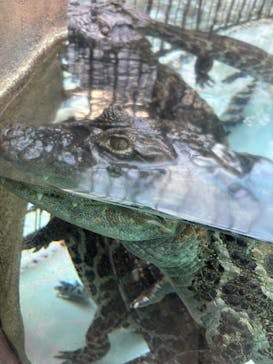 熱川バナナワニ園に投稿された画像（2024/11/28）