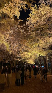 国営昭和記念公園 秋の夜散歩に投稿された画像（2024/11/29）