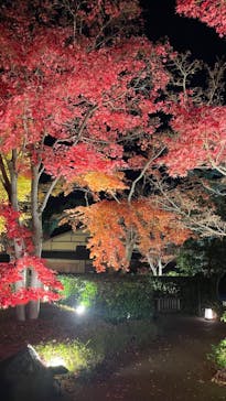 国営昭和記念公園 秋の夜散歩に投稿された画像（2024/11/29）