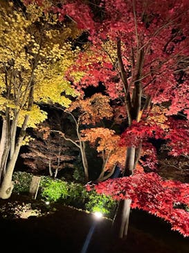 国営昭和記念公園 秋の夜散歩に投稿された画像（2024/11/29）