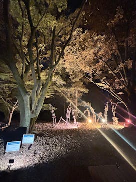 国営昭和記念公園 秋の夜散歩に投稿された画像（2024/11/29）