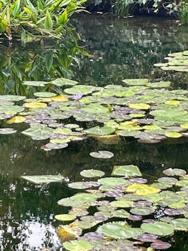 モネ 睡蓮のとき（国立西洋美術館）に投稿された画像（2024/11/29）