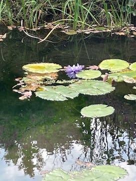 モネ 睡蓮のとき（国立西洋美術館）に投稿された画像（2024/11/29）