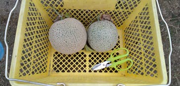 農業公園信貴山のどか村に投稿された画像（2024/11/29）