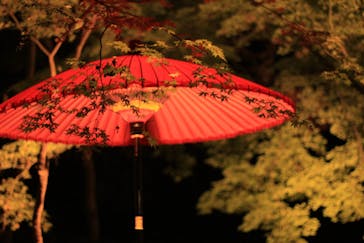 六義園に投稿された画像（2024/11/29）