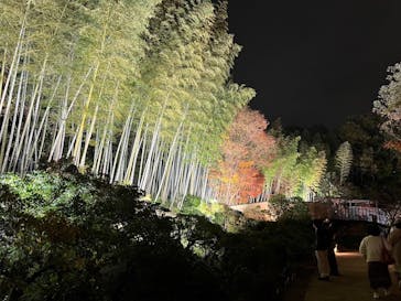 国営昭和記念公園 秋の夜散歩に投稿された画像（2024/11/29）