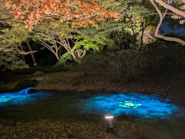 六義園に投稿された画像（2024/11/29）
