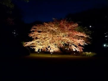 六義園に投稿された画像（2024/11/29）