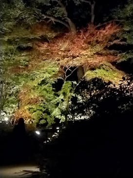 六義園に投稿された画像（2024/11/29）