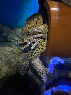竹島水族館に投稿された画像（2024/11/29）