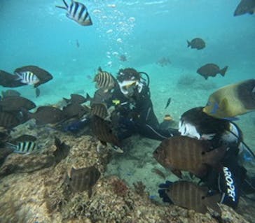 沖縄マリンサービス碧に投稿された画像（2024/11/29）