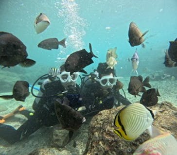 沖縄マリンサービス碧に投稿された画像（2024/11/29）