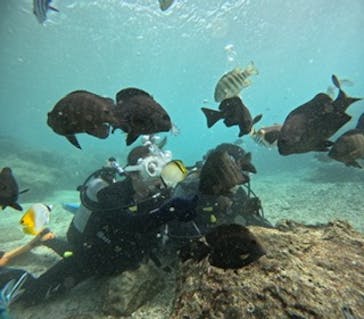 沖縄マリンサービス碧に投稿された画像（2024/11/29）