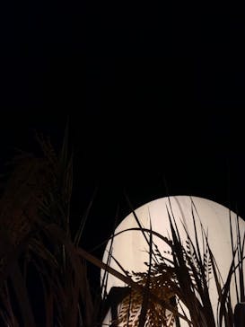 NAKED meets 二条城 2025 観月に投稿された画像（2024/11/29）