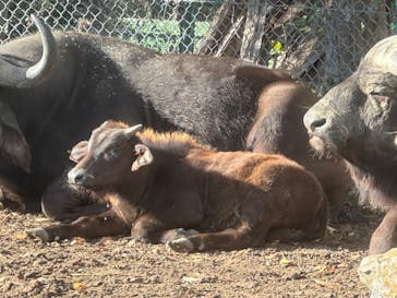 群馬サファリパークに投稿された画像（2024/11/29）